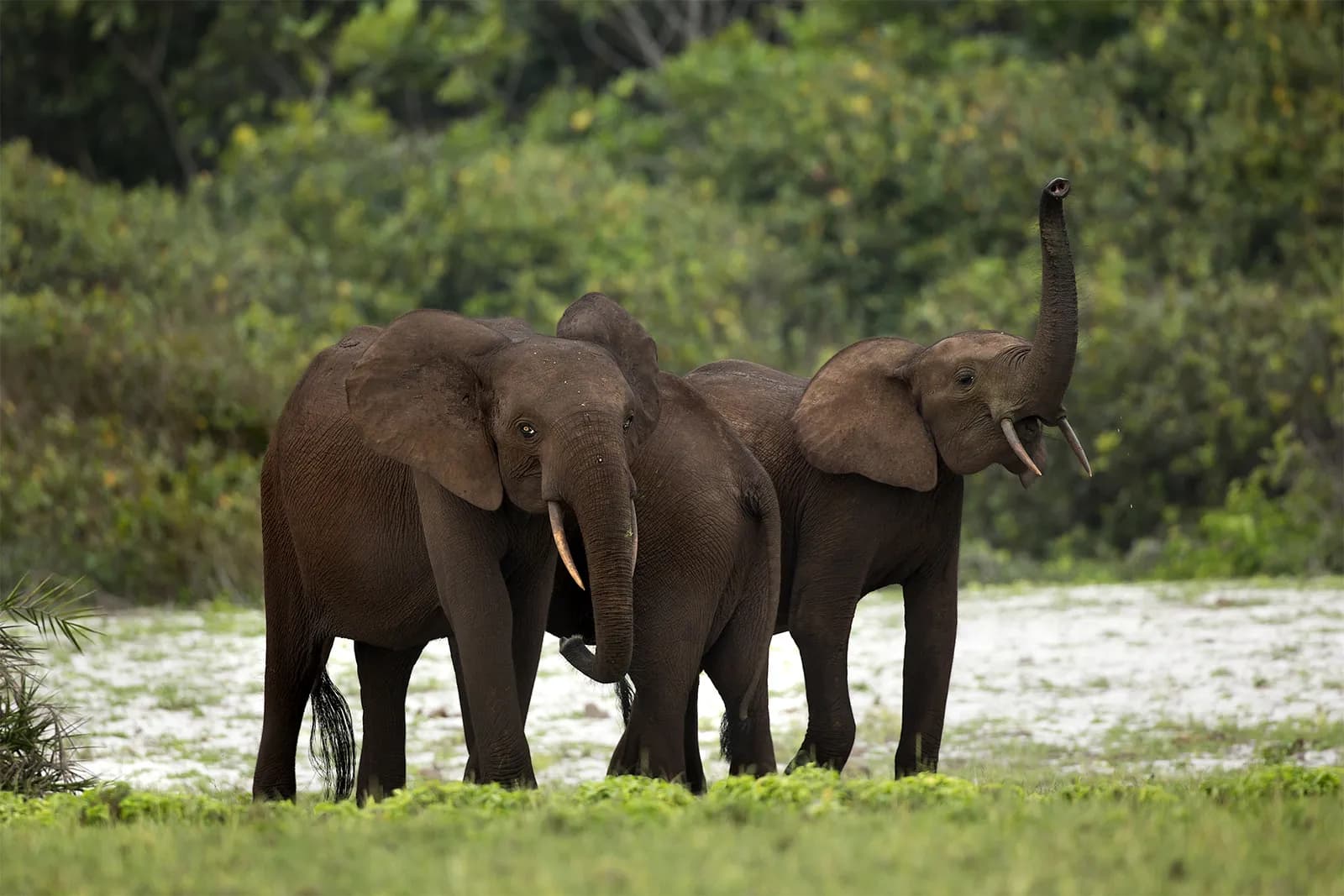 African Forest Elephant